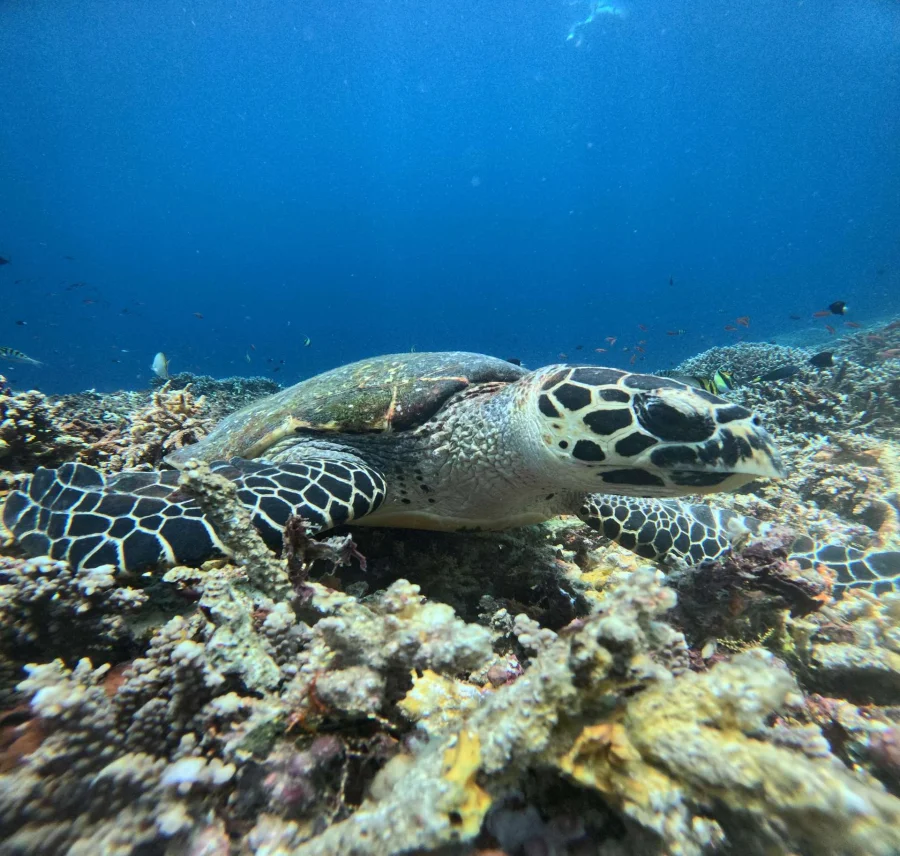 Nusa Penida: Private Boat 3-Spots Manta Snorkeling Tour Gallery Image 2