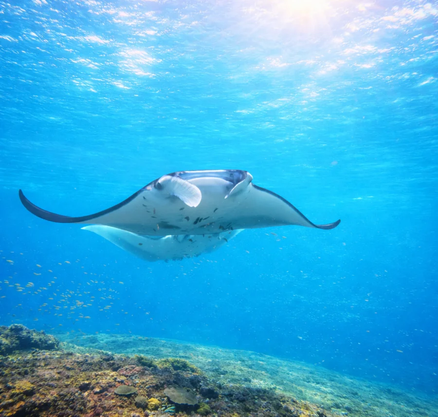 Nusa Penida: 3-Spot Snorkel + Kelingking & Tembeling