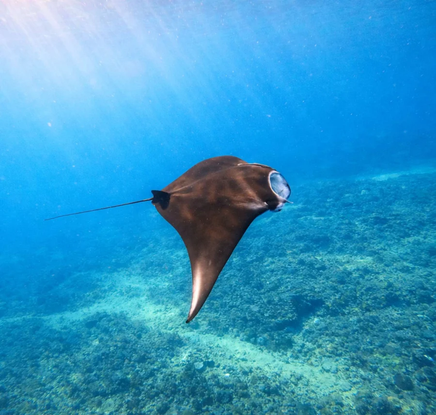 Bali: Private Snorkeling at Manta Point Nusa Penida Gallery Image 1