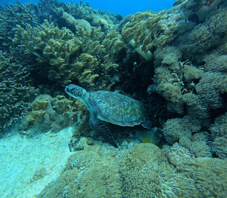 Bali: Private Snorkeling at Manta Point Nusa Penida Gallery Image 2