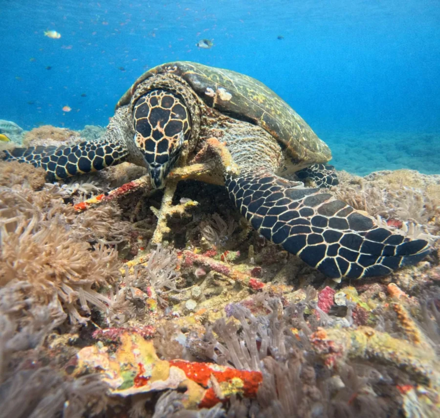 Bali/Nusa Penida: Manta Point Snorkeling & West Coast Tour Gallery Image 2