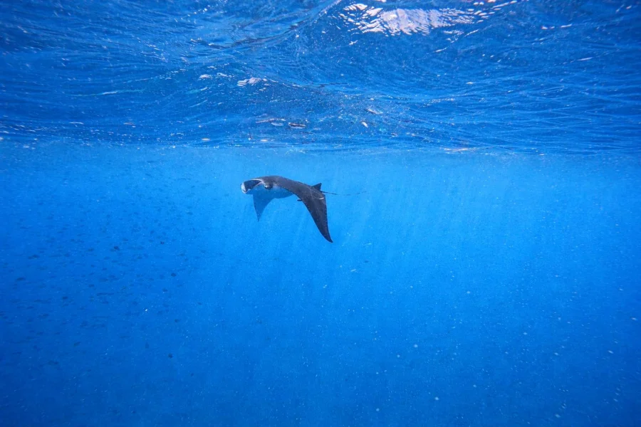 Nusa Penida: Private Boat 3-Spots Manta Snorkeling Tour